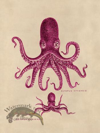 Octopus Pink 13